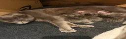 Mixed Breed cats for sale: Russian Blue Mix Kittens  - Advert 8