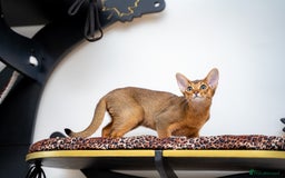 Abyssinian cats for sale: One of the Kind Abyssinian Girl-Champions Pedigree - Image 5