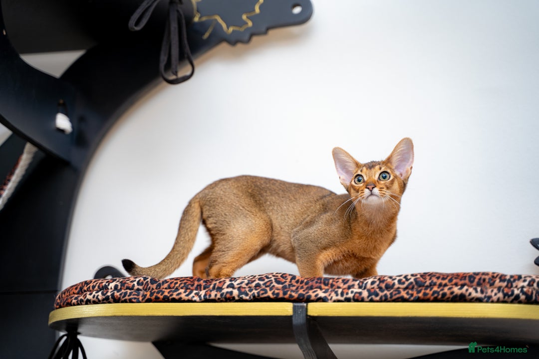 Abyssinian cats for sale: One of the Kind Abyssinian Girl-Champions Pedigree - Image 5