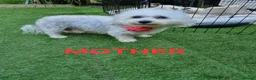 Bichon Frise dogs for sale: Bichon puppies for sale - Advert 14