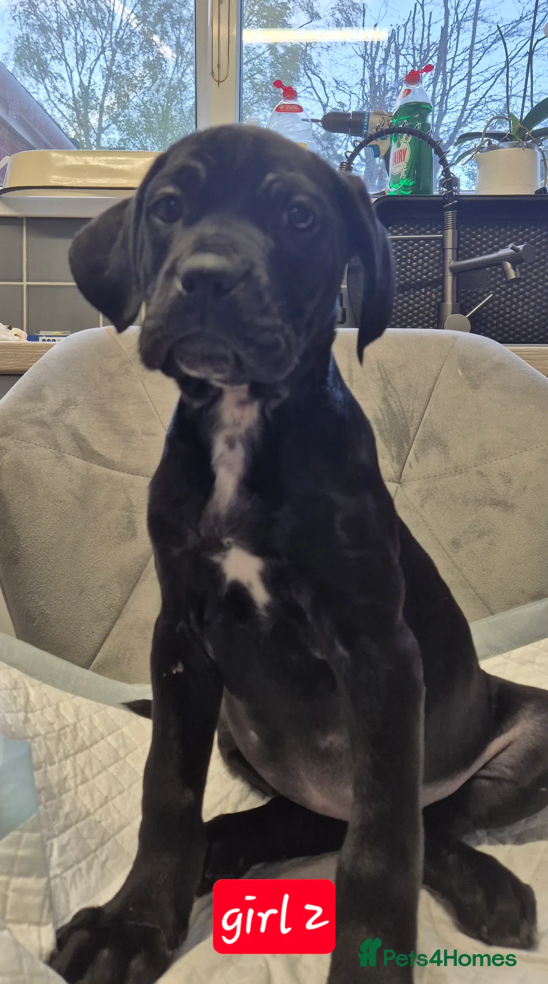 Mixed Breed dogs for sale: Cane corso  - Advert 2