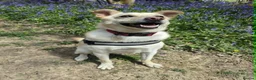 Mixed Breed dogs for adoption: Bingo for adoption in Hailsham - Advert 12