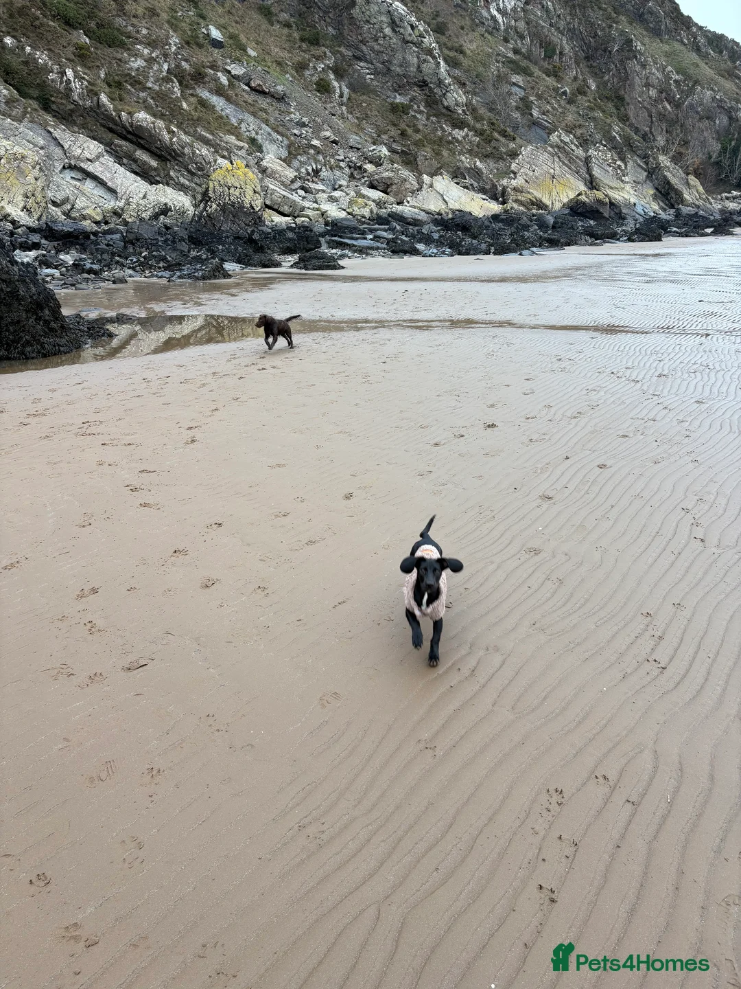 Mixed Breed dogs for sale: Miniature Dachshund X Springer Spaniel - Bitch in Castle Douglas - Advert 3
