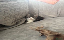 Mixed Breed cats for sale: Two lovely boys - Image 26