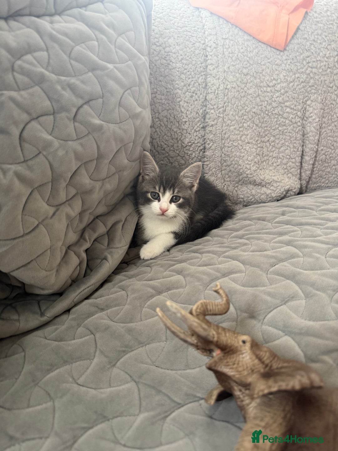 Mixed Breed cats for sale: Two lovely boys - Image 26