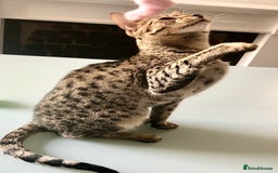 Savannah cats for sale: F3 girls  - Image 6
