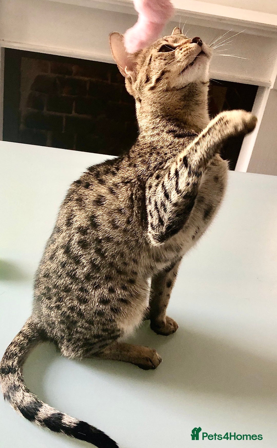 Savannah cats for sale: F3 girls  - Image 6