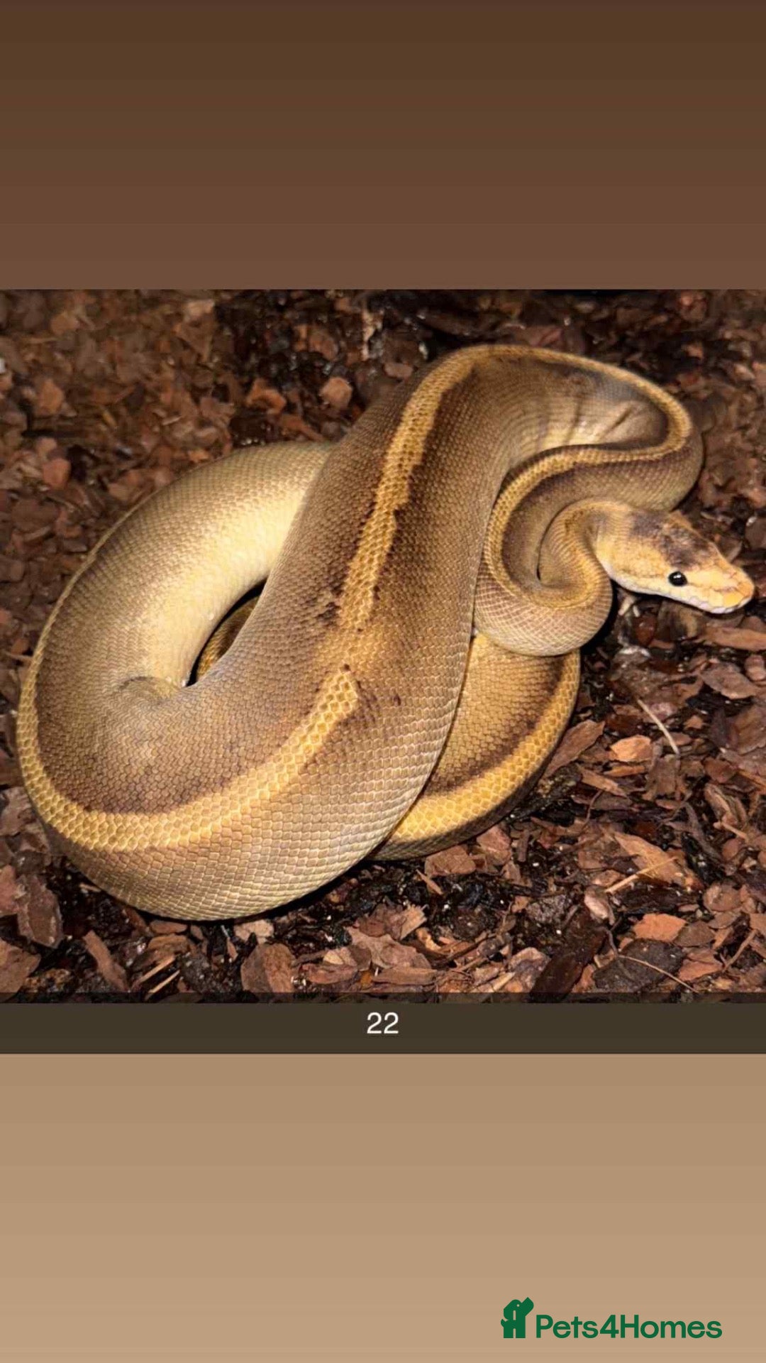 Python Snake reptiles Royal pythons  - Advert 1