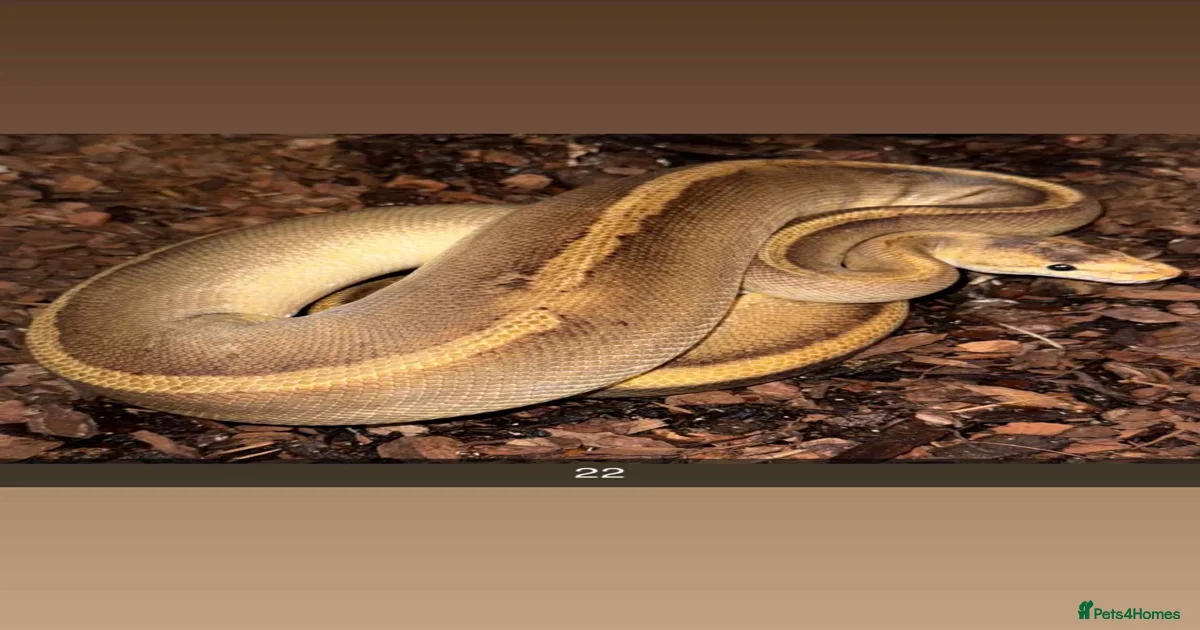 Champagne Python Snake Reptiles for sale | Pets4Homes