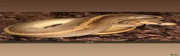Python Snake reptiles for sale: Royal pythons  - Advert 21