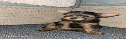 Yorkshire Terrier dogs for sale:  🐾 Beautiful Yorkshire Terrier Boys - Advert 3