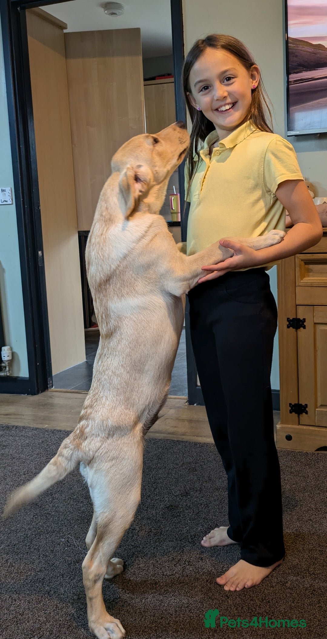 Labrador Retriever dogs for sale: 5 month old Labrador, great family dog - Advert 5