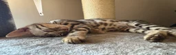 Bengal cats for sale: Silver Bengal Male - Advert 7