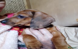 Miniature Dachshund dogs for sale: 2 miniature dachshund available 9 weeks old  - Image 3
