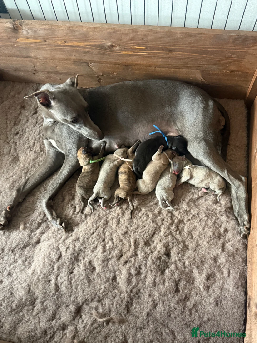 Whippet dogs for sale: Exceptionally bred KC whippets - Advert 2