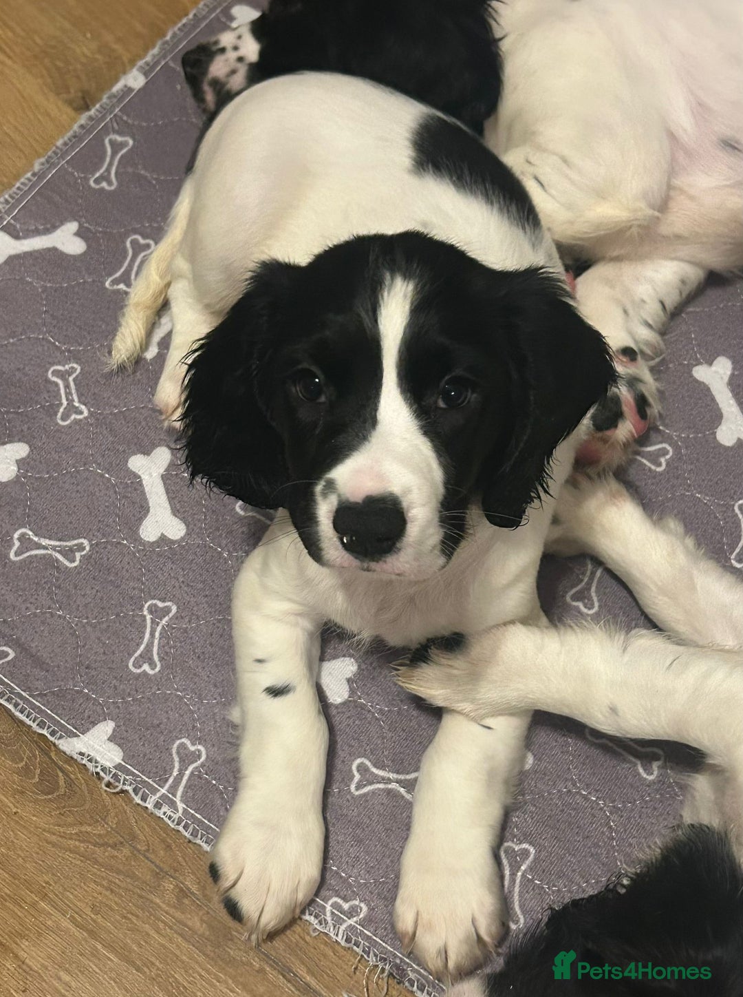 English Springer Spaniel dogs for sale: English Springer spaniel puppies for sale - Advert 8