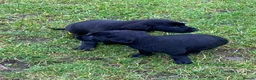 Labrador Retriever dogs for sale: kc registered labrador pups in Stafford - Advert 14