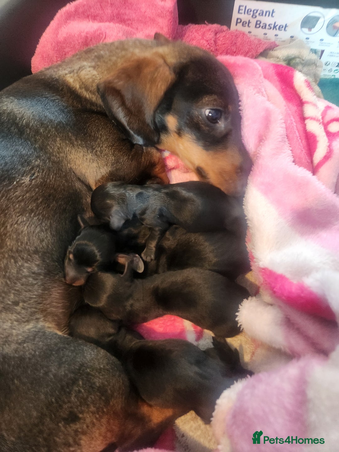 Miniature Dachshund dogs for sale: Full Miniature Dacshund Boy Puppies - Image 6