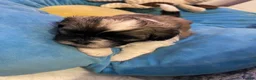 Shih Tzu dogs for sale: Beautiful Shih Tzu Puppies-Loving family Home - Advert 10