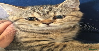 British Shorthair cats - Advert 16