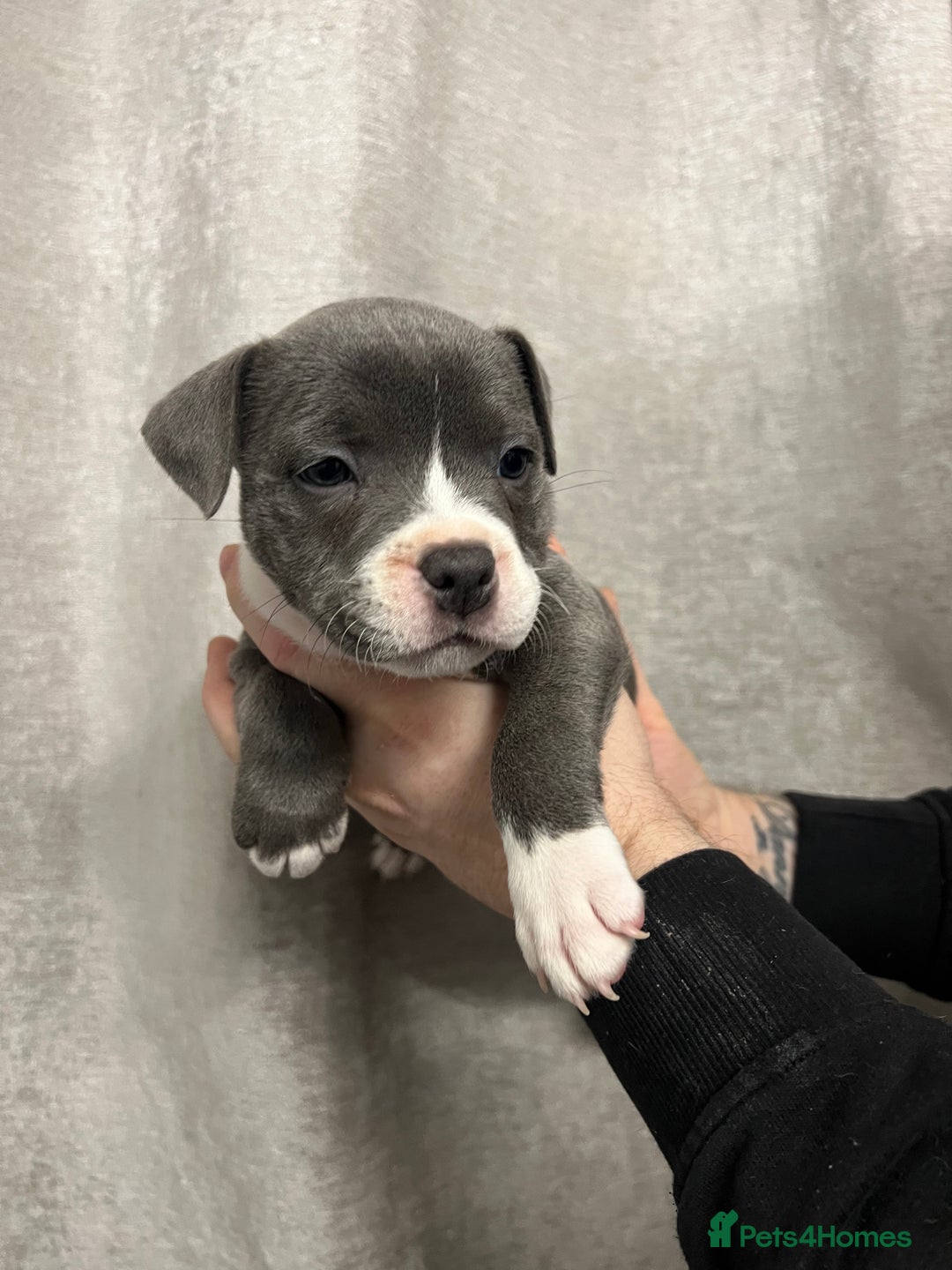 Staffordshire Bull Terrier dogs for sale: BEAUTIFUL STAFFY LITTER STUNNING COLOURS - Image 13