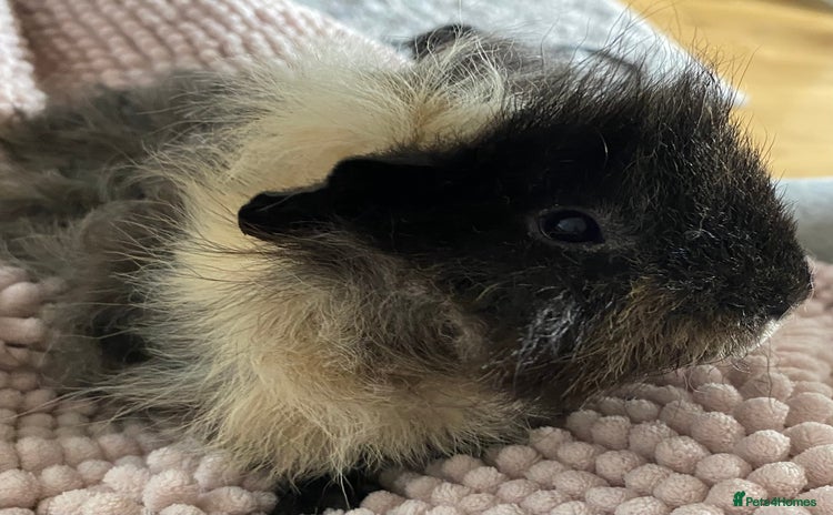 Guinea Pig rodents in Beckenham - Advert 9