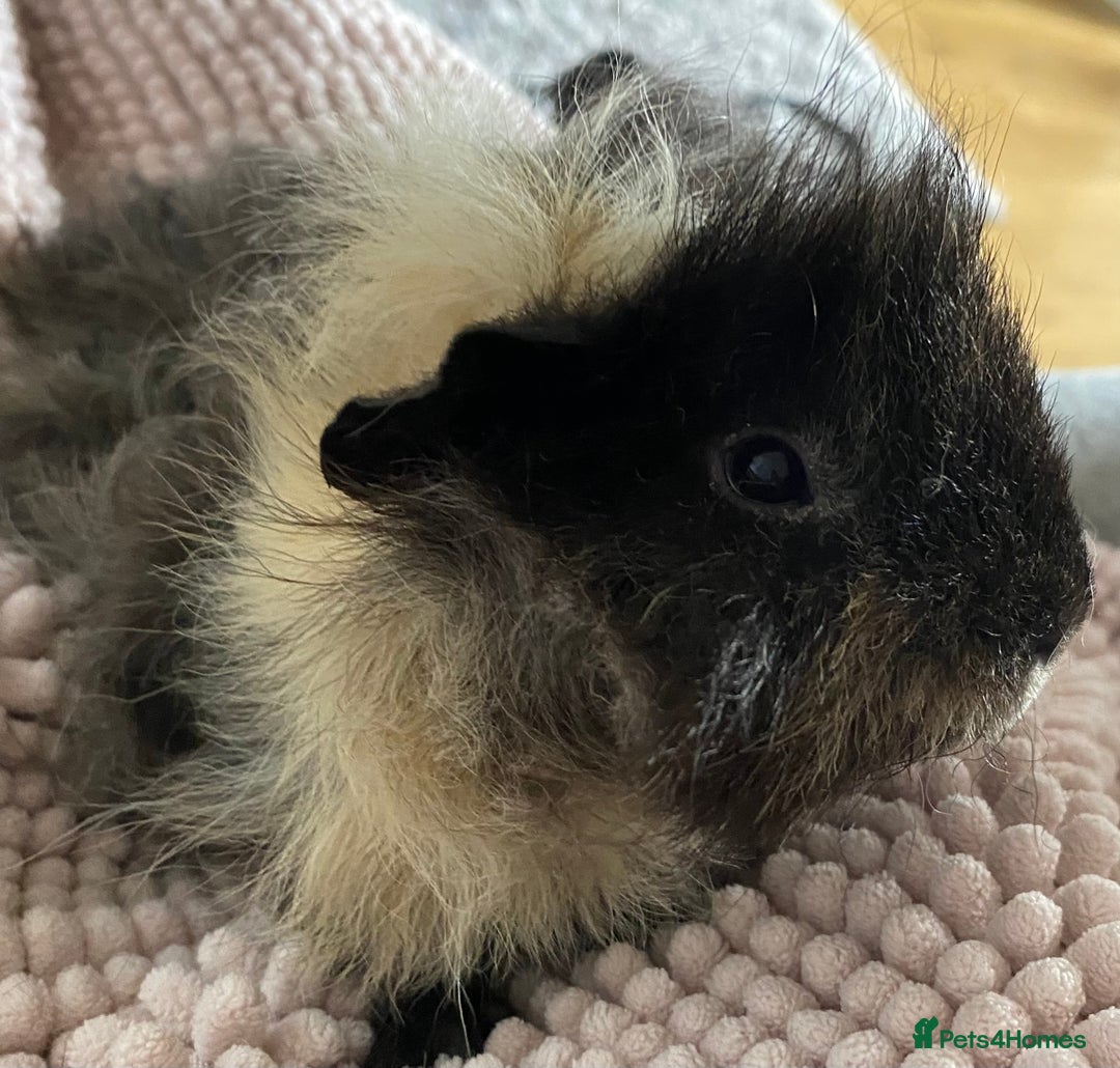 Guinea Pig rodents for sale: 3 month old Lunkarya black and cream male in Beckenham - Image 1