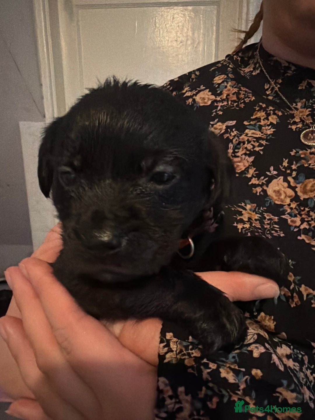 Mixed Breed dogs for sale: Labrador X Yorkshire terrier  - Image 15