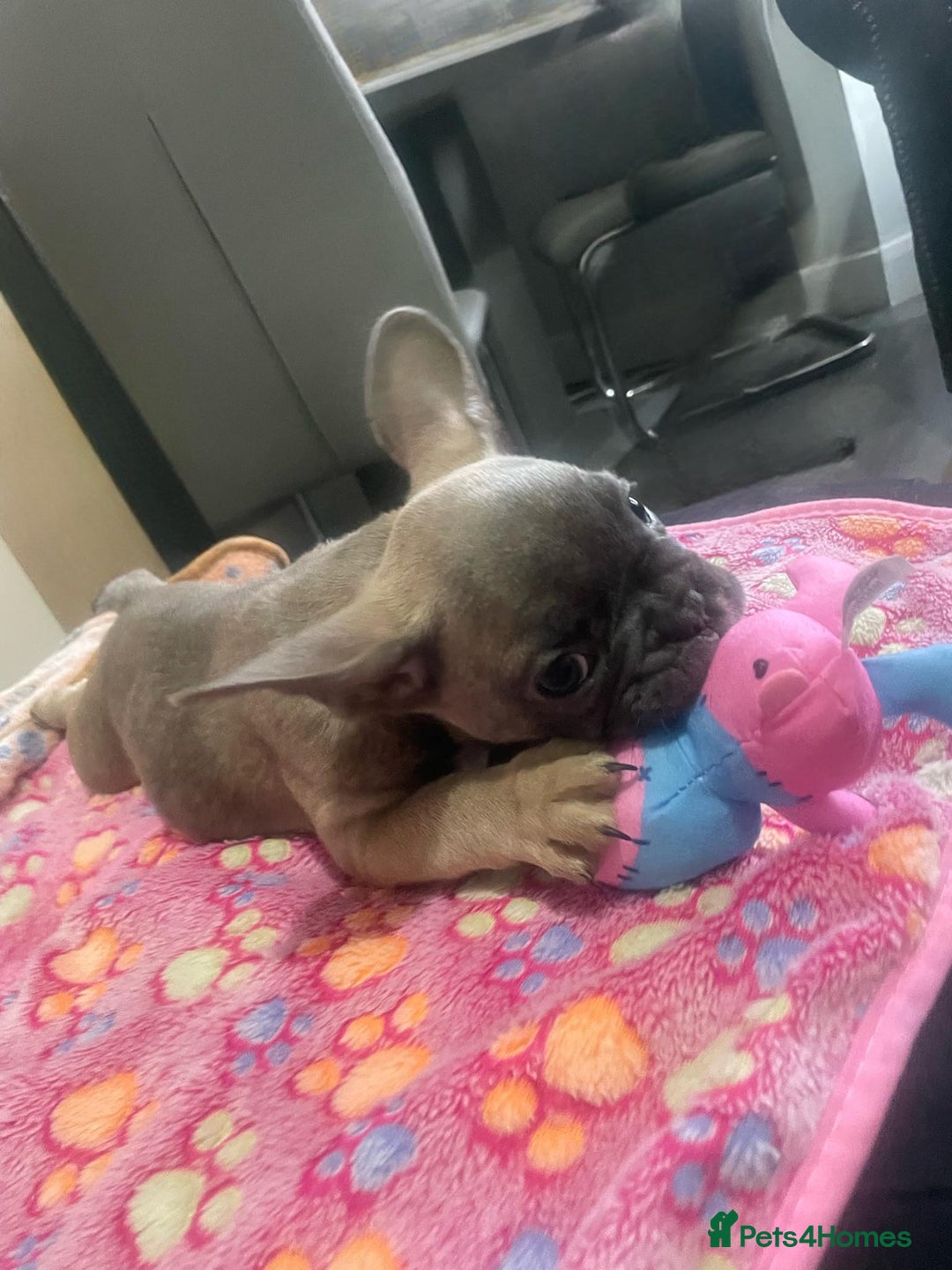 French Bulldog dogs for sale: French bulldog - Image 22