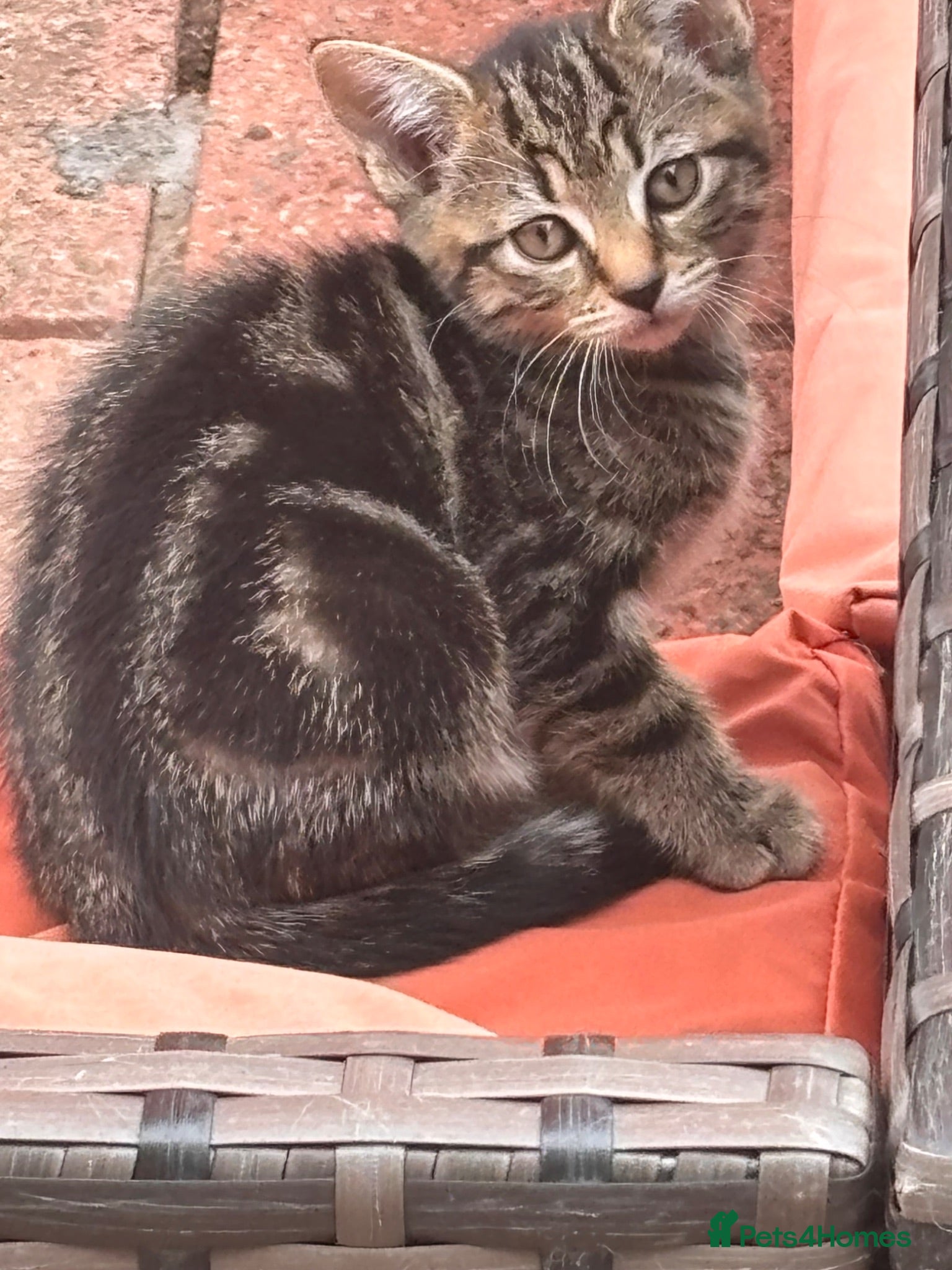 Mixed Breed cats Mixed breed female kittens ready now - Advert 7