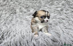 Chihuahua dogs for sale: Beautiful fluffy long haired chihuahuas - Image 37