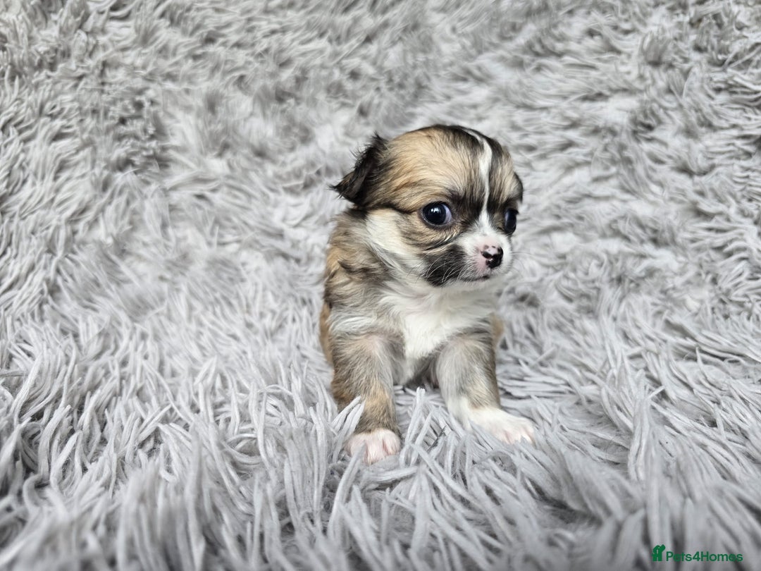Chihuahua dogs for sale: Beautiful fluffy long haired chihuahuas - Image 37