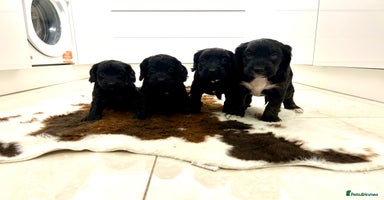 Cockapoo dogs Beautiful cockapoos  - Advert 16