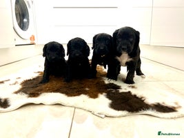 Cockapoo dogs Beautiful cockapoos - Advert 16