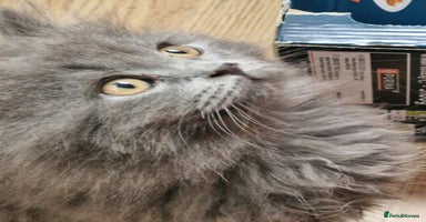 British Longhair cats - Advert 13