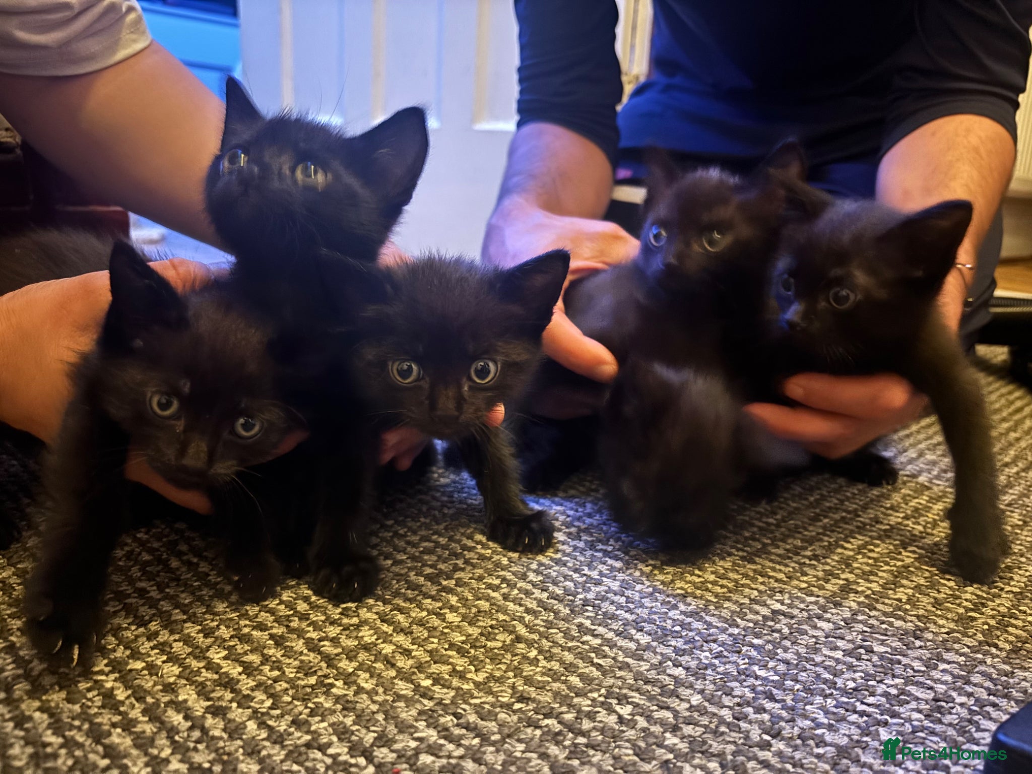 Mixed Breed cats Kittens for sale! - Advert 2