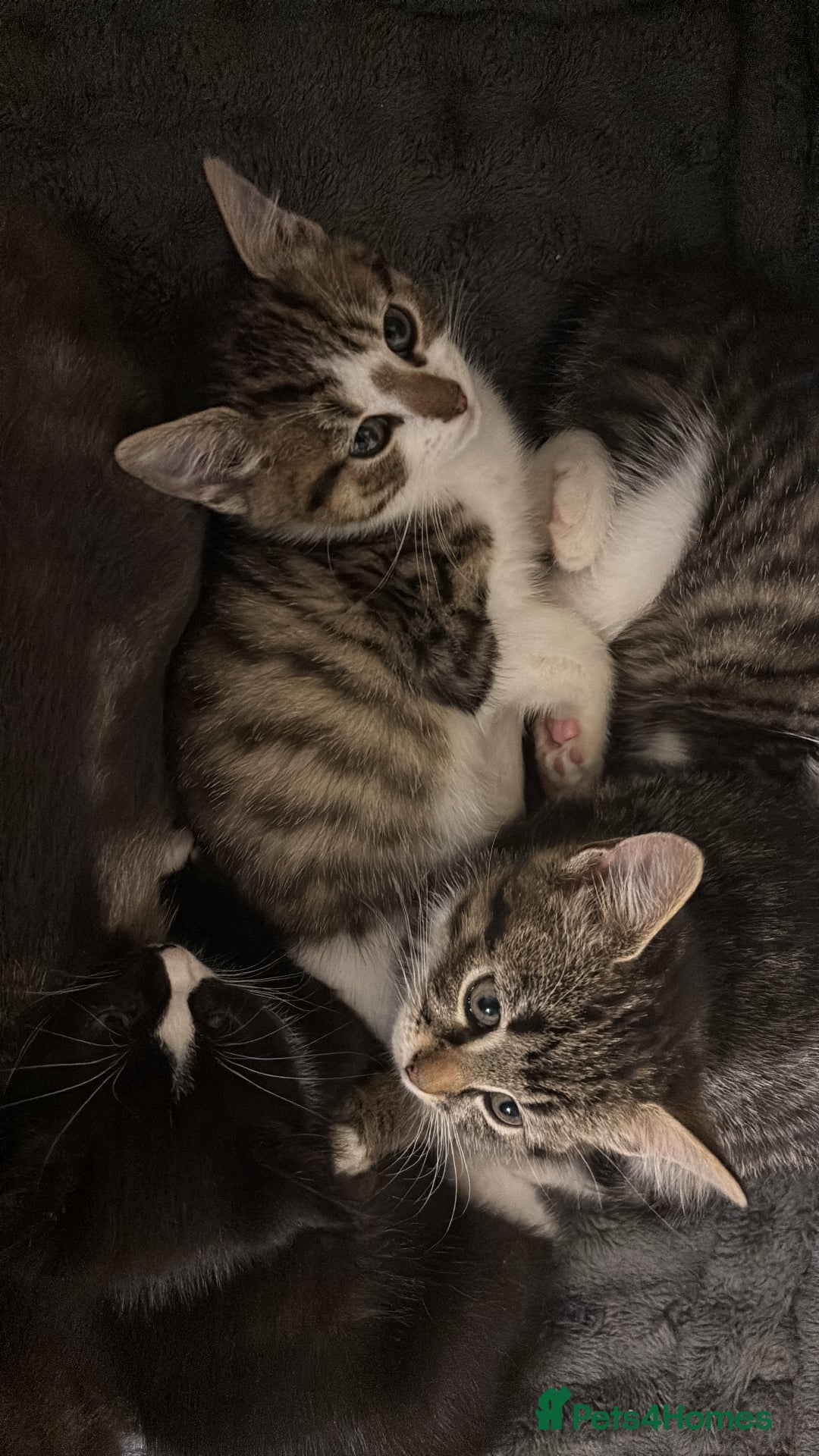 Mixed Breed cats for sale: Loving homes needed! - Advert 2