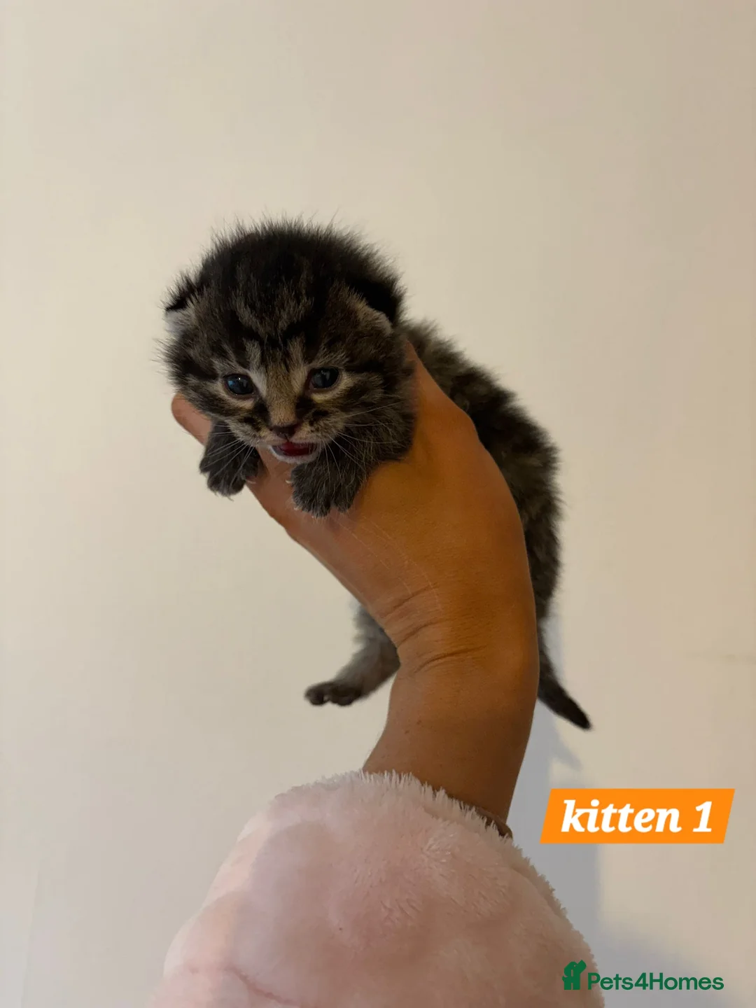 Scottish Fold cats for sale: Stunning Smoky Grey Scottish straight kittens - Advert 2