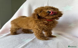 Miniature Poodle dogs for sale: Small size beautiful perfect poodle babys - Image 14