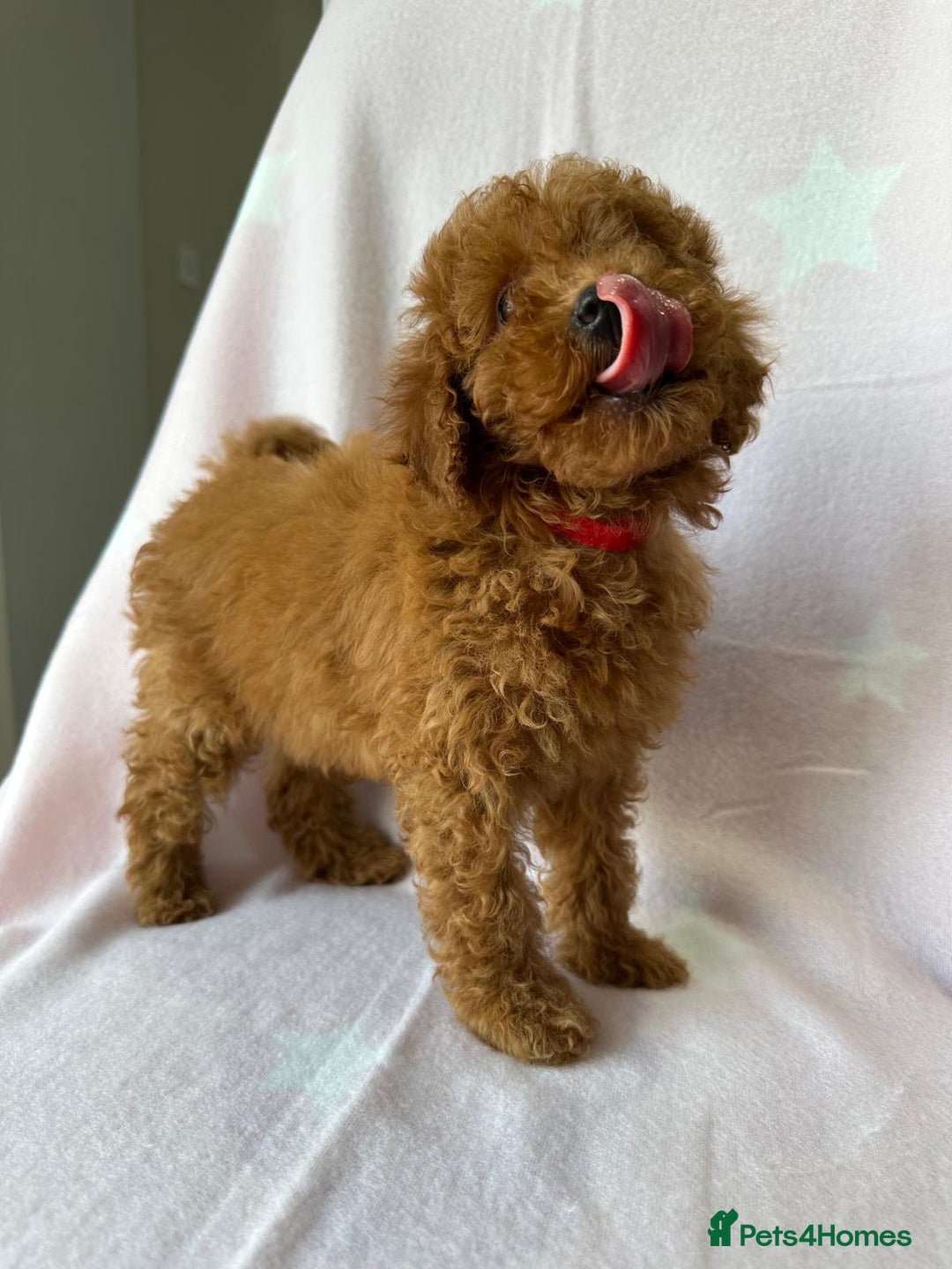 Miniature Poodle dogs for sale: Small size beautiful perfect poodle babys - Image 14