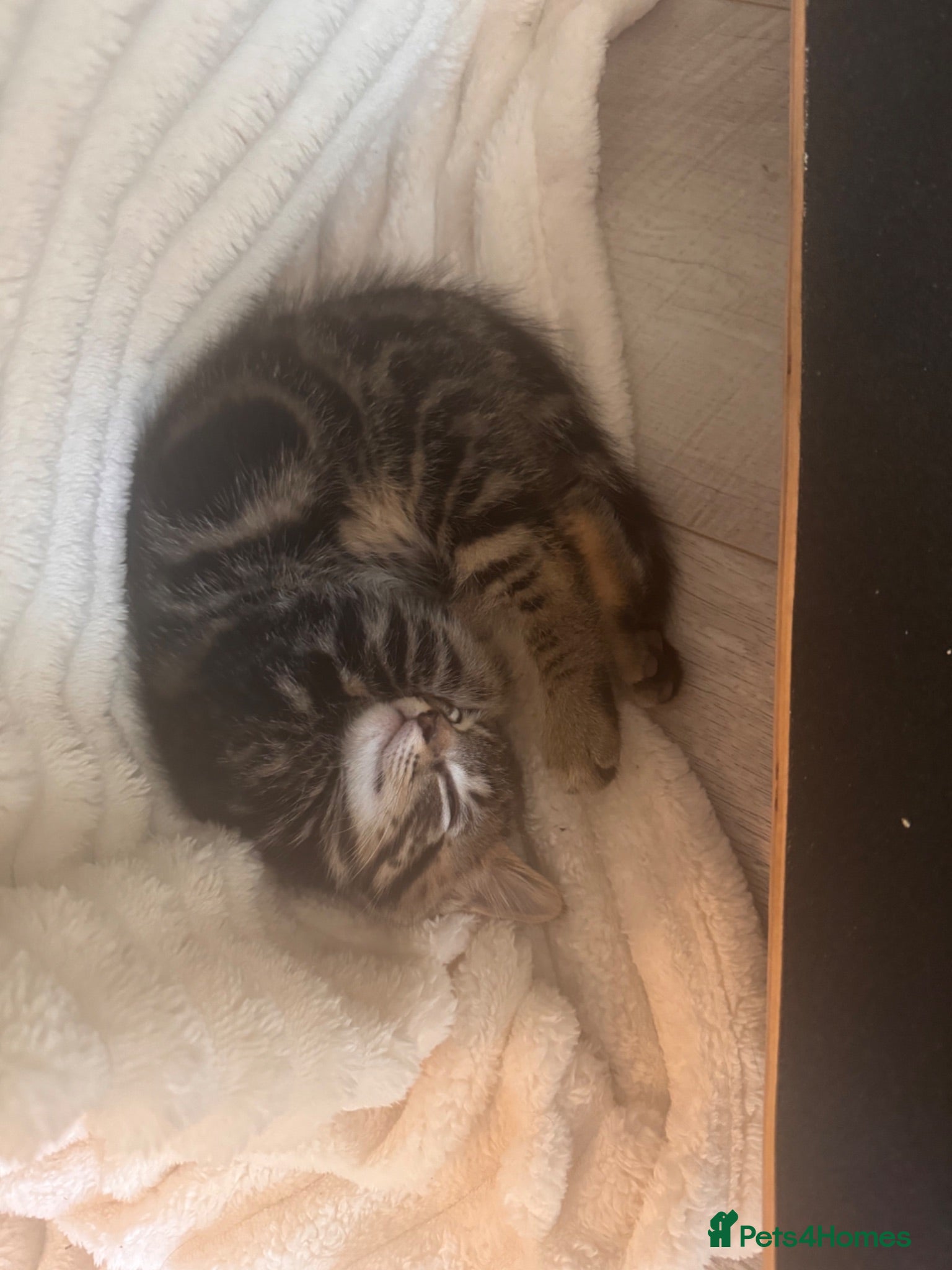 Mixed Breed cats 🐾 Beautiful male part Maine Coon Cross Kitten - Advert 1