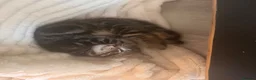 Mixed Breed cats for sale: 🐾 Beautiful male part Maine Coon Cross Kitten in Portsmouth - Advert 1