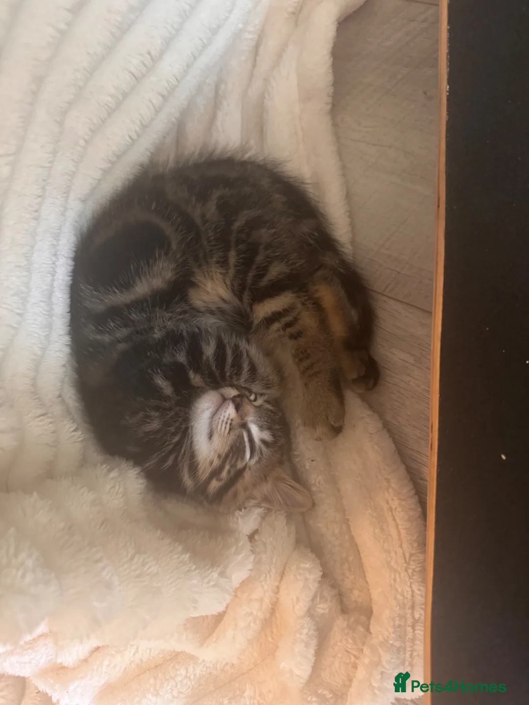 Mixed Breed cats for sale: 🐾 Beautiful male part Maine Coon Cross Kitten in Portsmouth - Advert 1