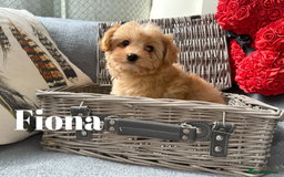 Yorkshire Terrier dogs for sale: Adorable Golddust Yorkshire Terrier Puppies - Image 23