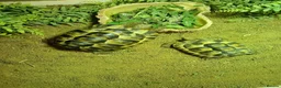 Tortoise reptiles for sale: 2 tortoise and full set up - Advert 1