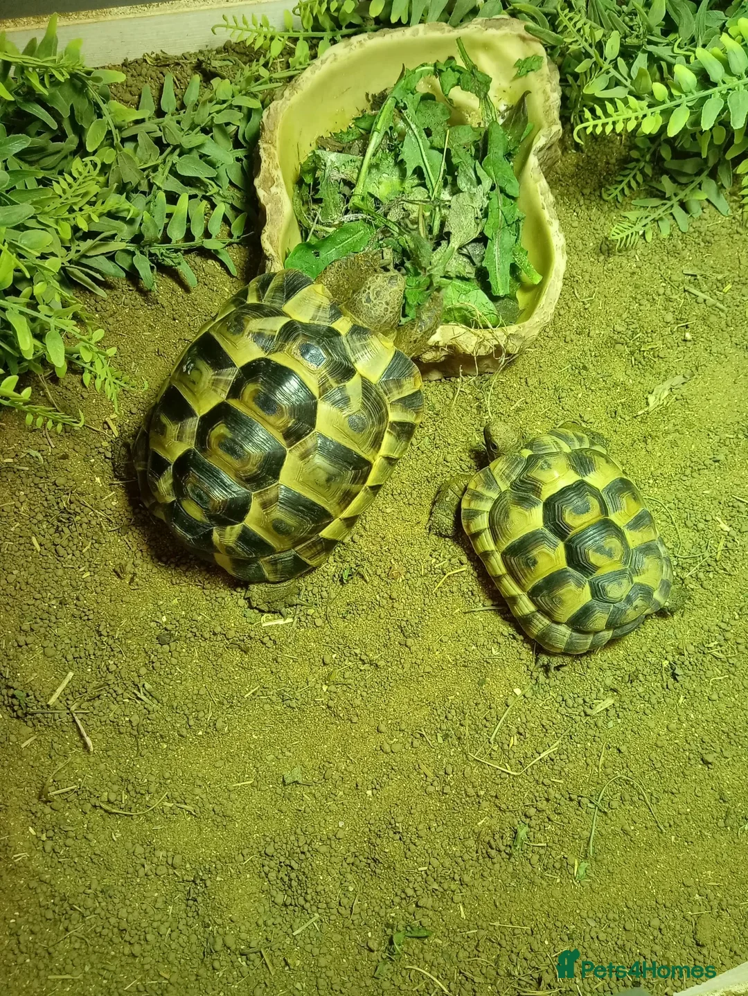 Tortoise reptiles for sale: 2 tortoise and full set up - Advert 1