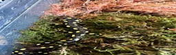 Frog reptiles for sale: Various dart frogs and tree frogs  - Advert 13
