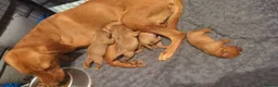 Labrador Retriever dogs for sale: Beautiful Fox Red Labrador Retriever Puppies - Advert 6