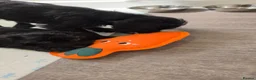 Mixed Breed dogs for sale: Toy Patterpoo - Advert 3