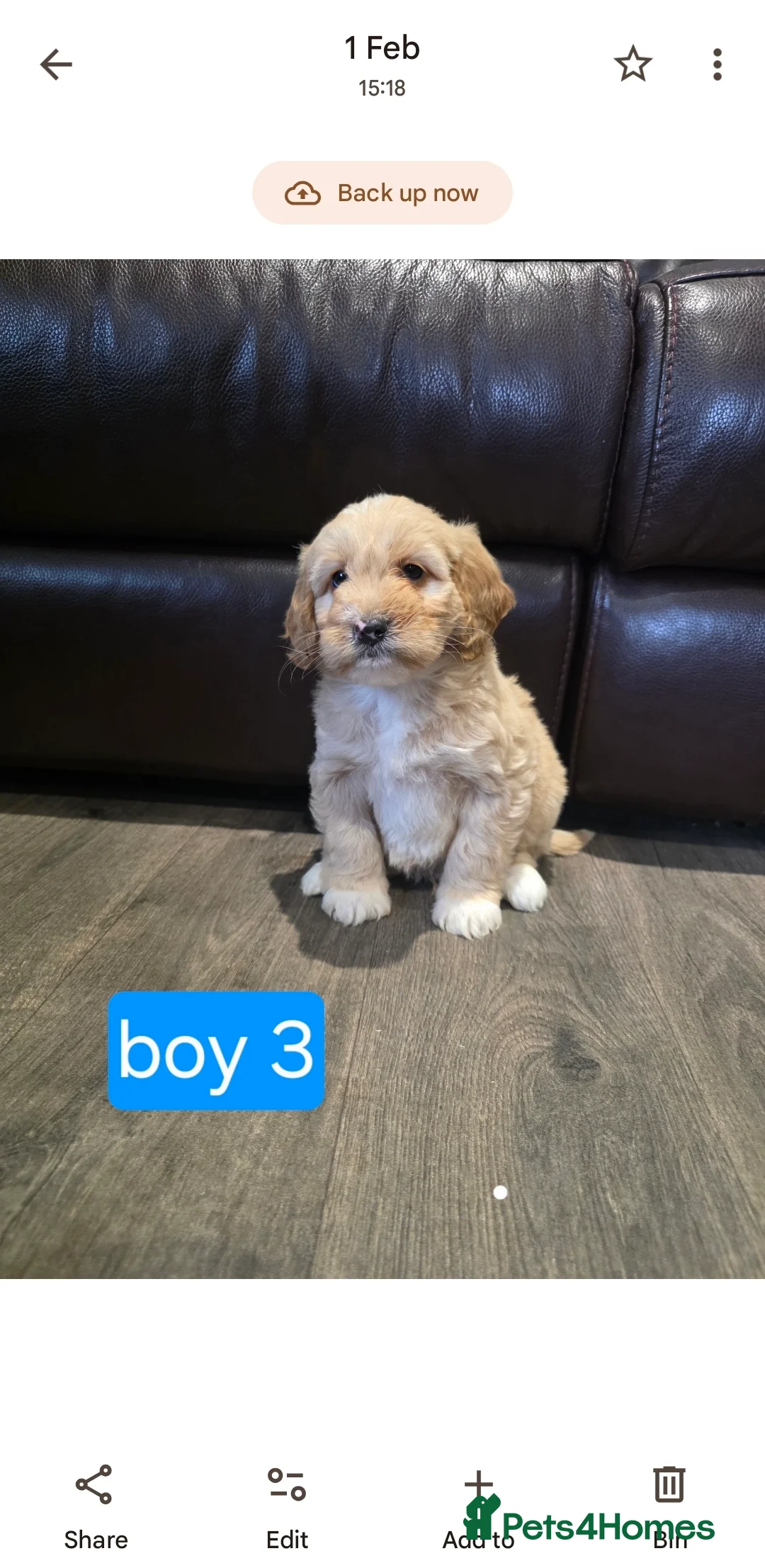 Cockapoo dogs for sale: Adorable Cockapoo pups ready to go 🐾 - Advert 28